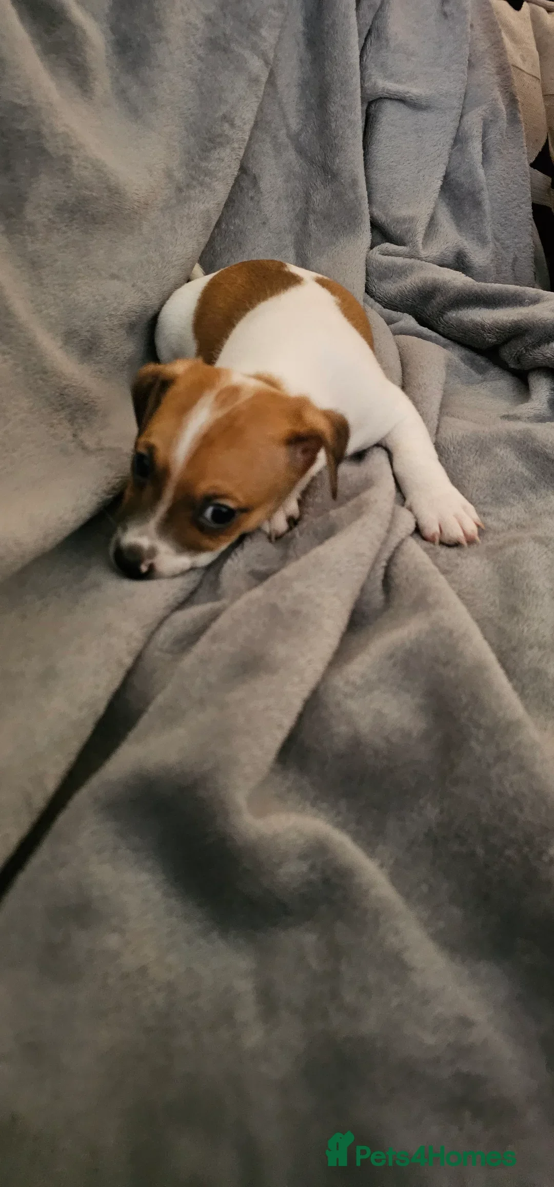 Jack Russell dogs for sale: Stunning Jack Russell ( smooth coat ) - Image 12
