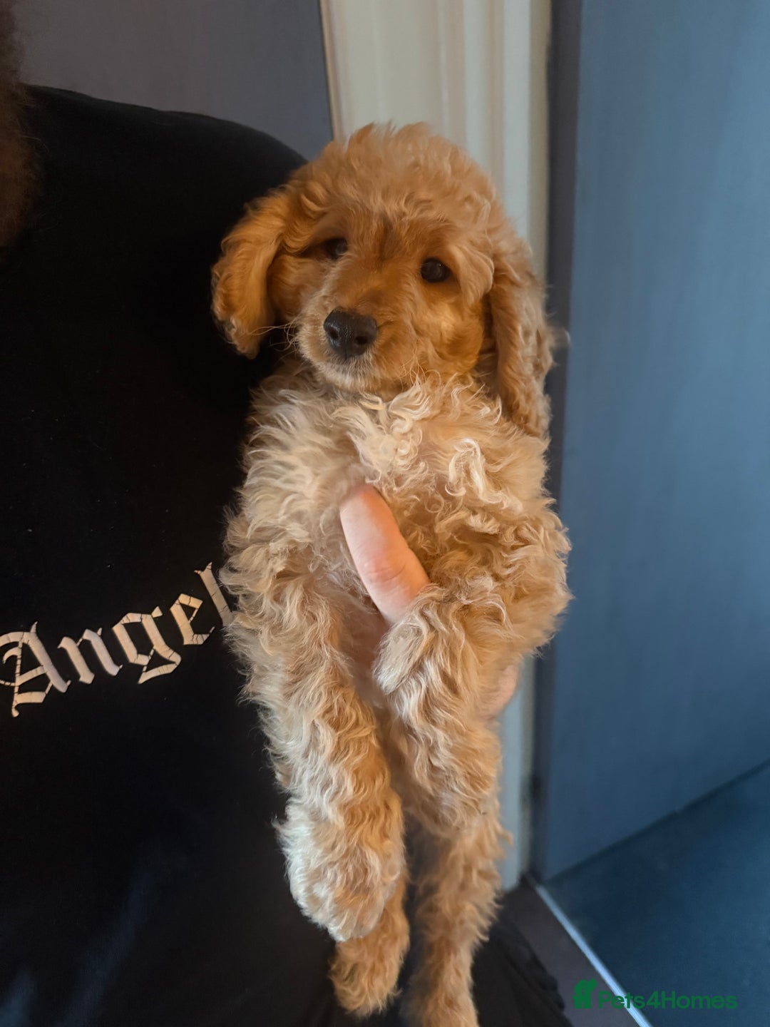 Cockapoo dogs for sale: Cockapoo Puppies For Sale  - Advert 15