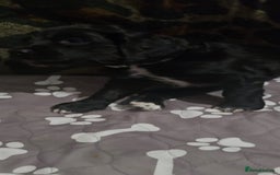 Sprocker dogs for sale: 3 Beautiful Female Sprocker puppies - Image 10