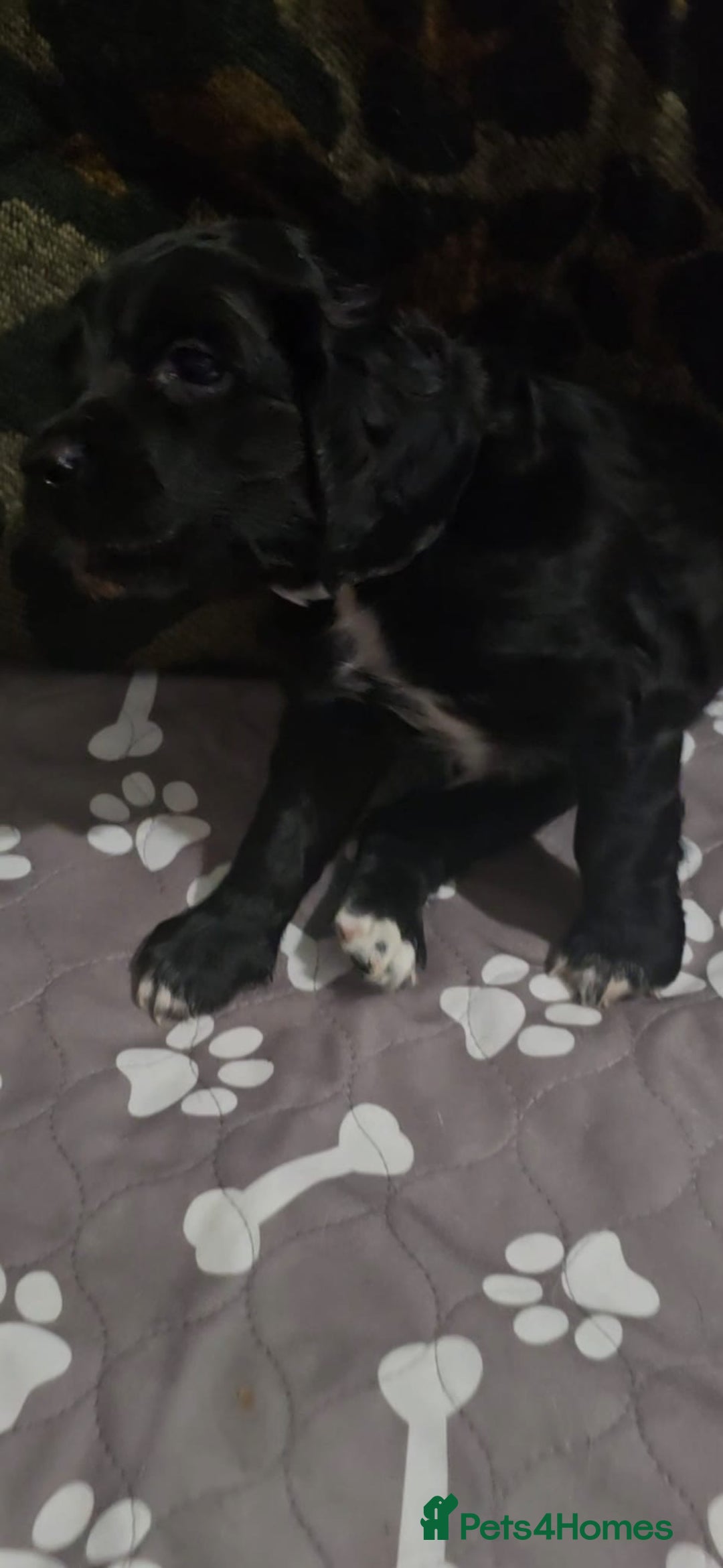 Sprocker dogs for sale: 3 Beautiful Female Sprocker puppies - Image 10