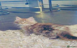 Maine Coon cats for sale: Beautiful male maine coon  - Image 2