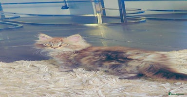Maine Coon cats - Advert 6
