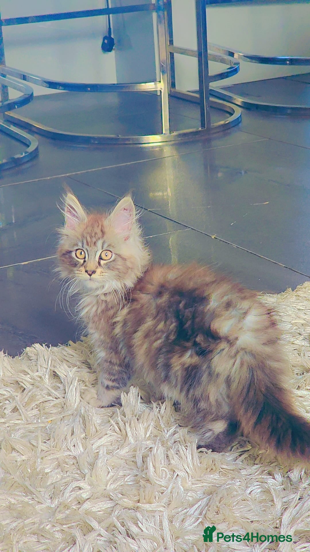 Maine Coon cats for sale: Beautiful male maine coon  - Image 2