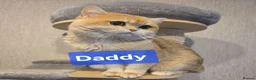 British Shorthair cats for sale: Pedigree golden British shorthair  - Advert 34