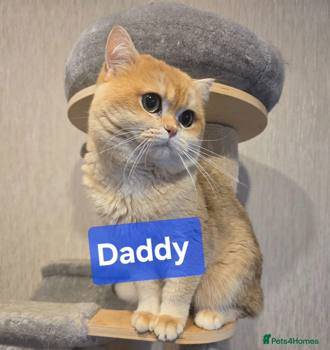 British Shorthair cats for sale: Pedigree golden British shorthair  - Advert 34