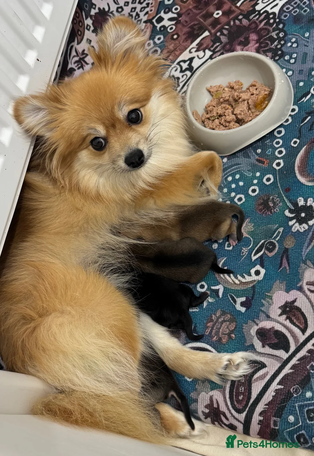 Pomeranian dogs for sale: 5 Stunning Pomeranian Puppies – 2 Boys & 3 Girls – - Advert 2