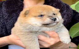 Japanese Shiba Inu dogs for sale: KC reg Japanese Shiba Inu puppies  - Image 27