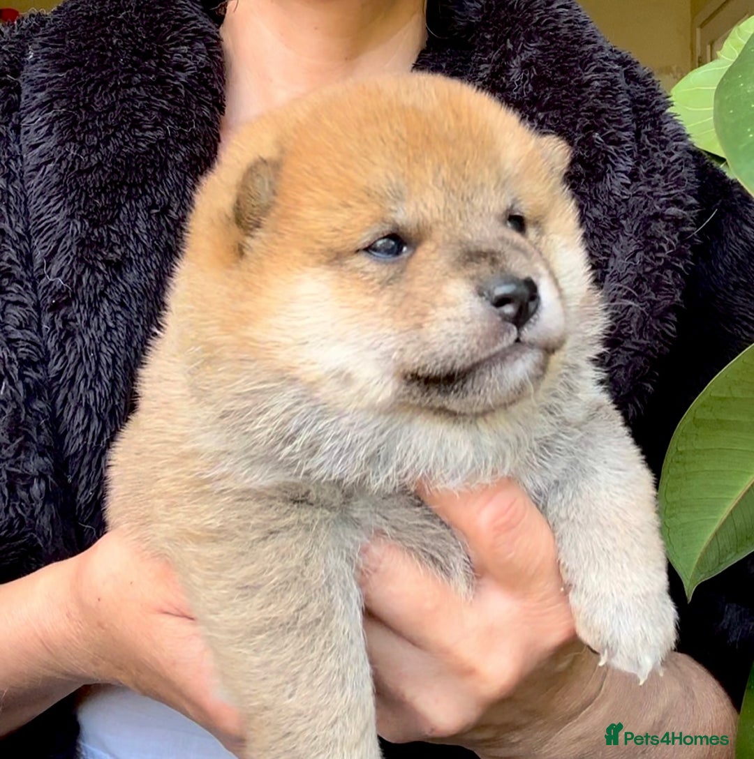 Japanese Shiba Inu dogs for sale: KC reg Japanese Shiba Inu puppies  - Image 27