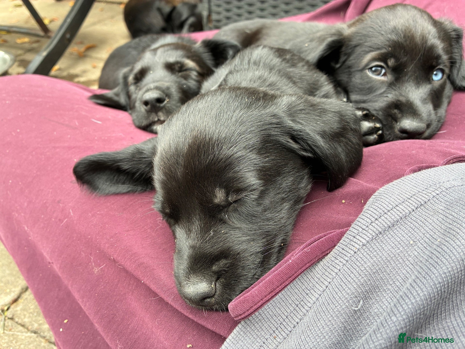 Mixed Breed dogs Husky x Pomsky x English Springer Spaniel - Advert 17