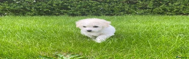 Bichon Frise 3
