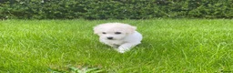 Bichon Frise dogs for sale: Charming Litter of Bichon Frise Puppies in Coventry - Advert 5