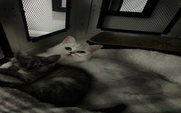 Persian cats for sale: Mother and baby kitten  - Image 8