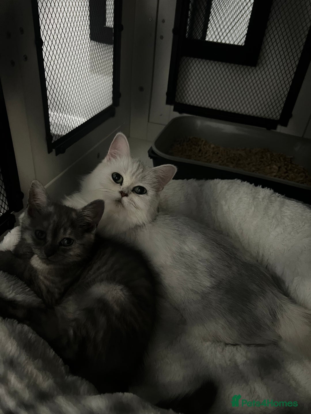 Persian cats for sale: Mother and baby kitten  - Image 8