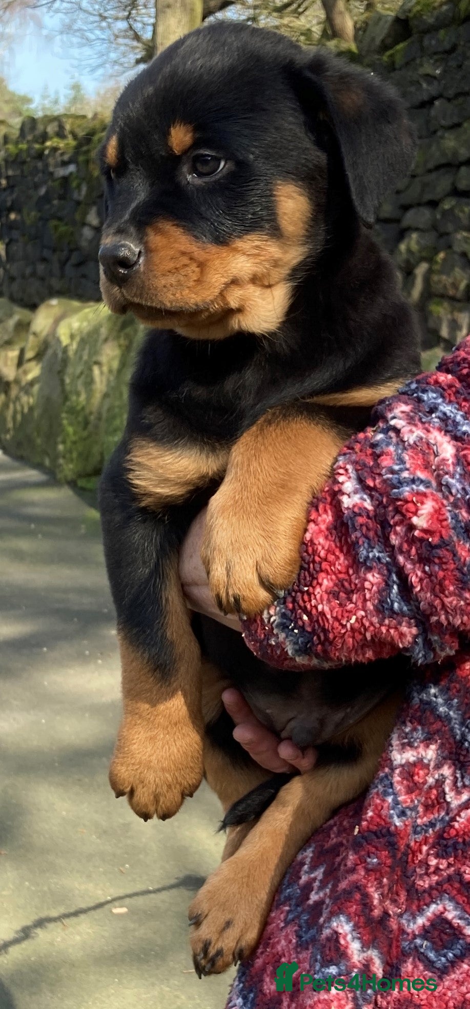 Rottweiler dogs  kennel club registered Rottweiler pups - Advert 8