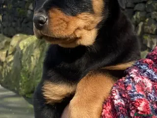 Rottweiler dogs kennel club registered Rottweiler pups - Advert 8