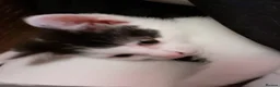 Mixed Breed cats for sale: 3 Beautiful Kittens For Sale in Sutton-in-Ashfield - Advert 5