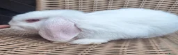 Mini Lop rabbits for sale: Mini lop babies ** Ready now ** - Advert 4
