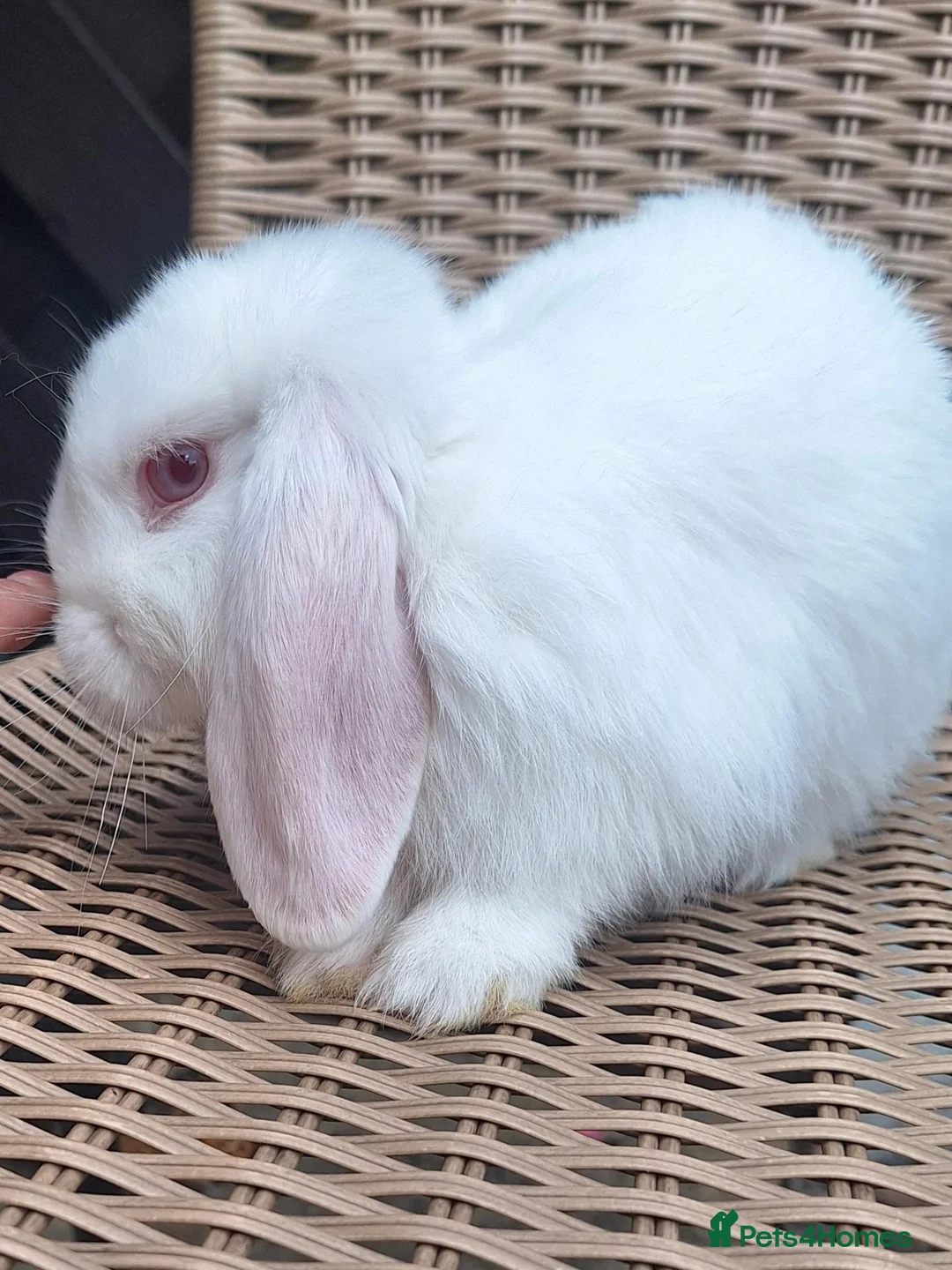Mini Lop rabbits for sale: Mini lop babies ** Ready now ** - Advert 4