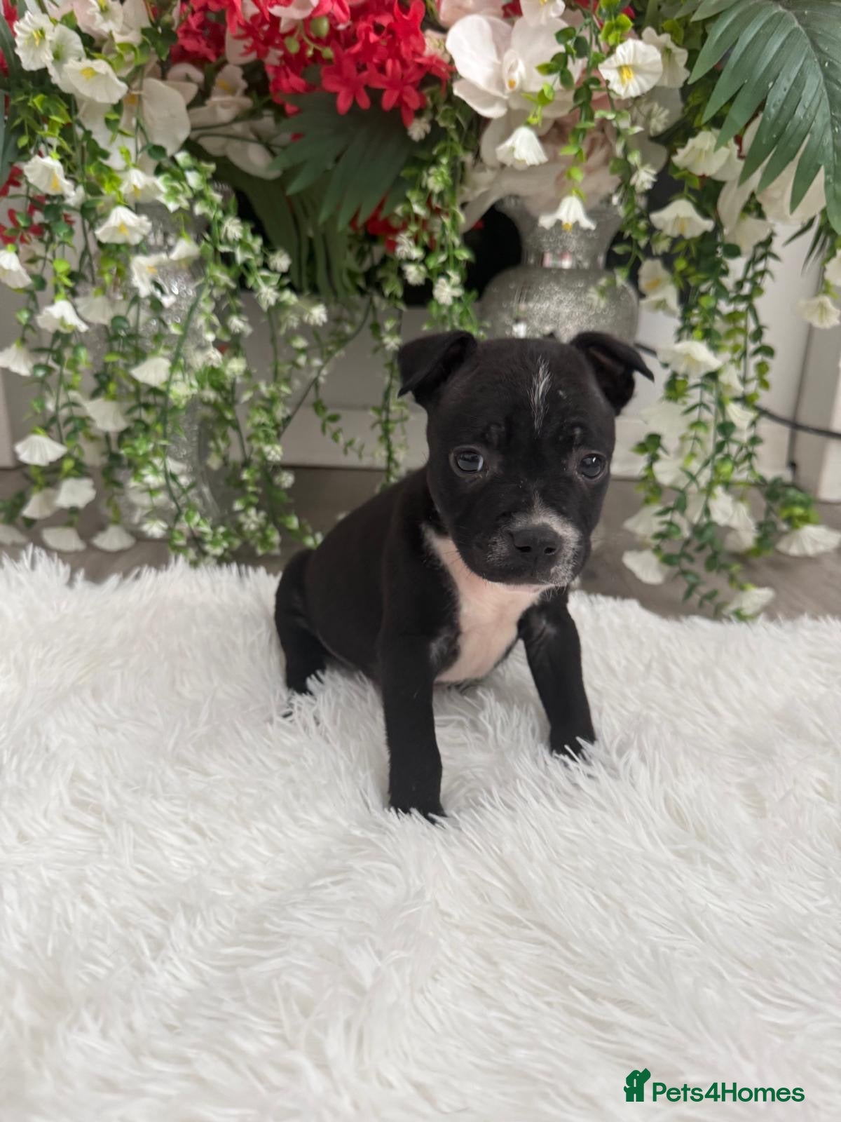 Staffordshire Bull Terrier dogs 6 stunning KC registered Staffy puppy’s  - Advert 8