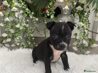 Staffordshire Bull Terrier dogs 6 stunning KC registered Staffy puppy’s - Advert 8