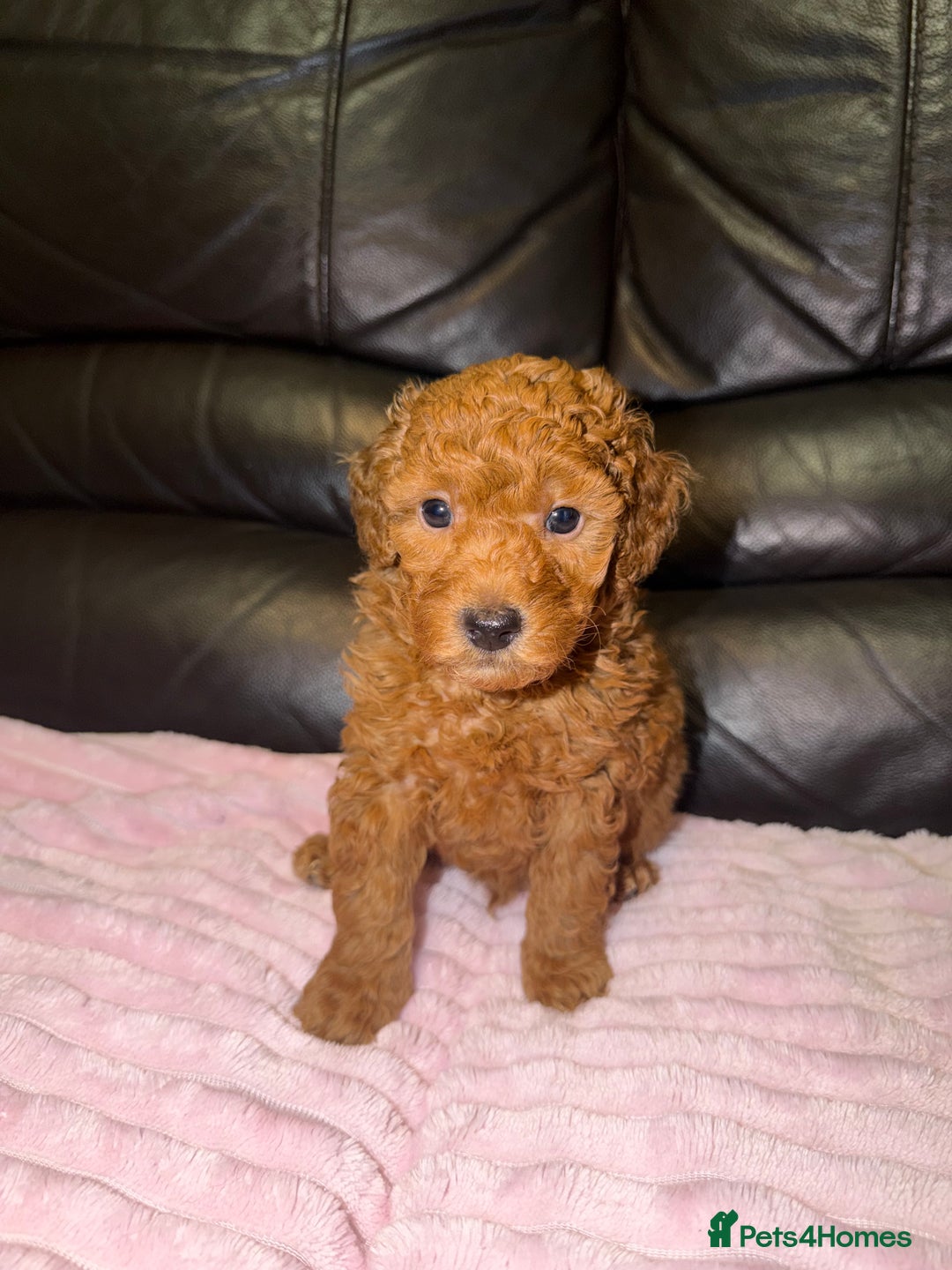 Toy Poodle dogs for sale: KC REG Purebred Stunning Toy Poodle Pups❤️  - Image 26