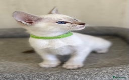 Siamese cats for sale: GCCF Registered Traditional Siamese Kittens.  - Image 15