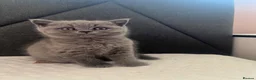 British Shorthair cats for sale: British shorthair kittens  - Advert 6