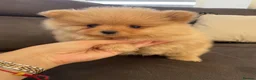 Pomeranian dogs for sale: Pomeranian puppies for sale - Advert 5