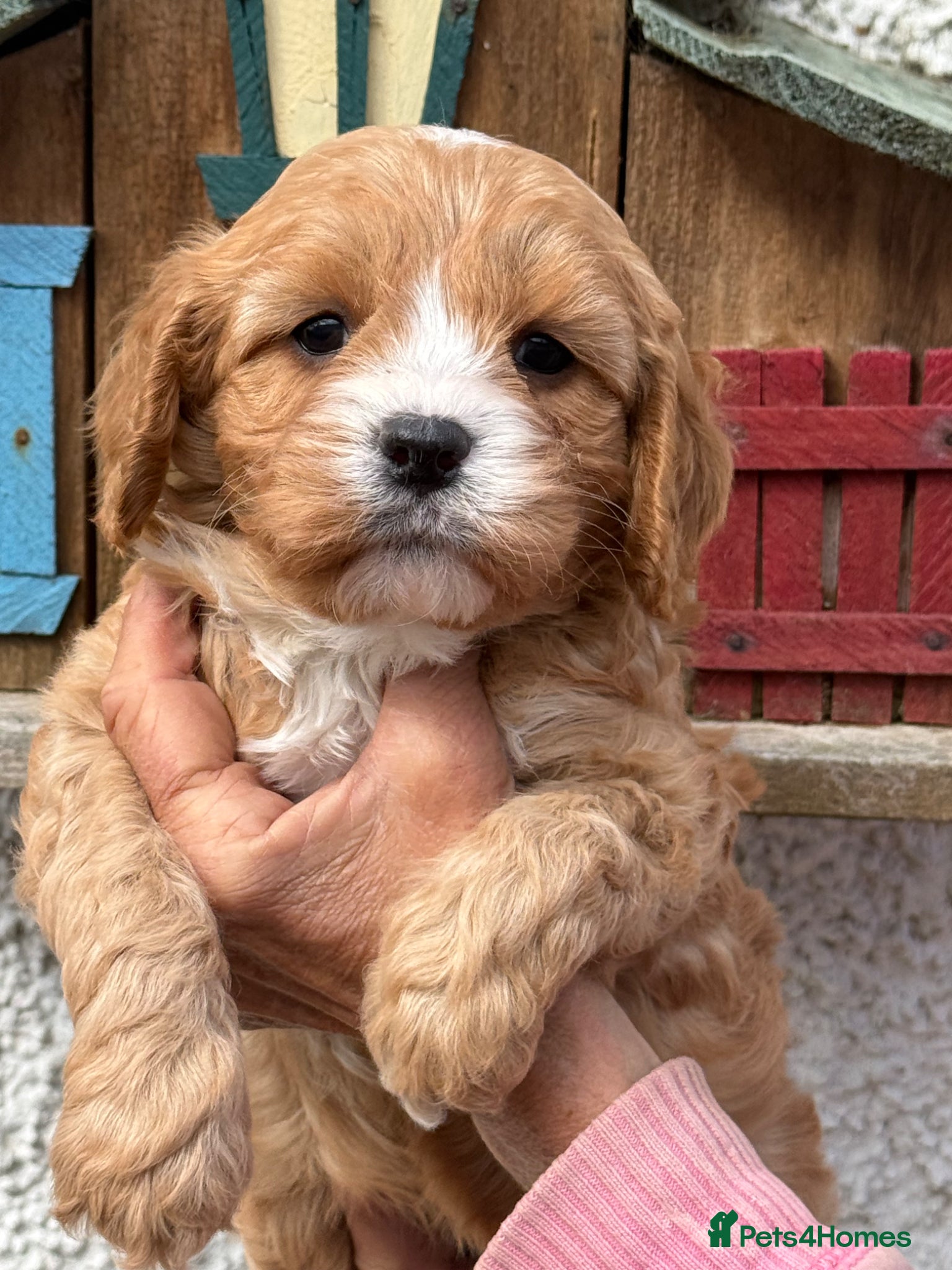 Cavapoo dogs Stunning F1 Cavapoo Boy - Advert 2