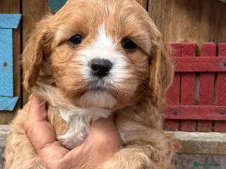 Cavapoo dogs Stunning F1 Cavapoo Boy - Advert 2
