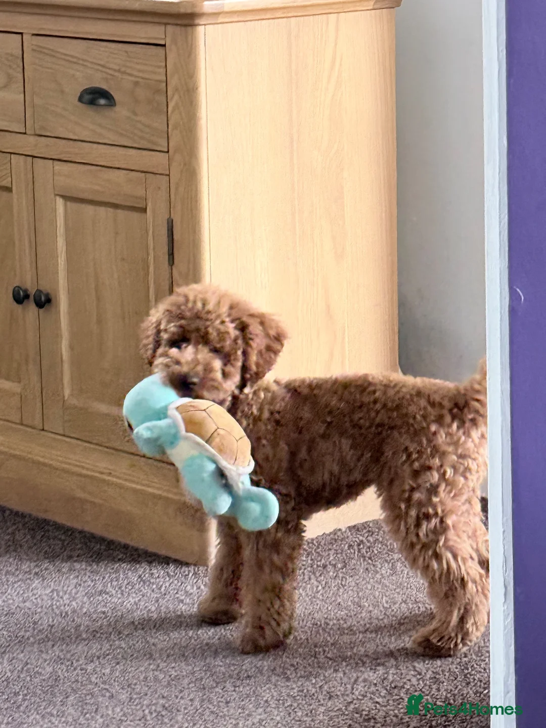 Toy Poodle dogs for stud: STUD only - Advert 4