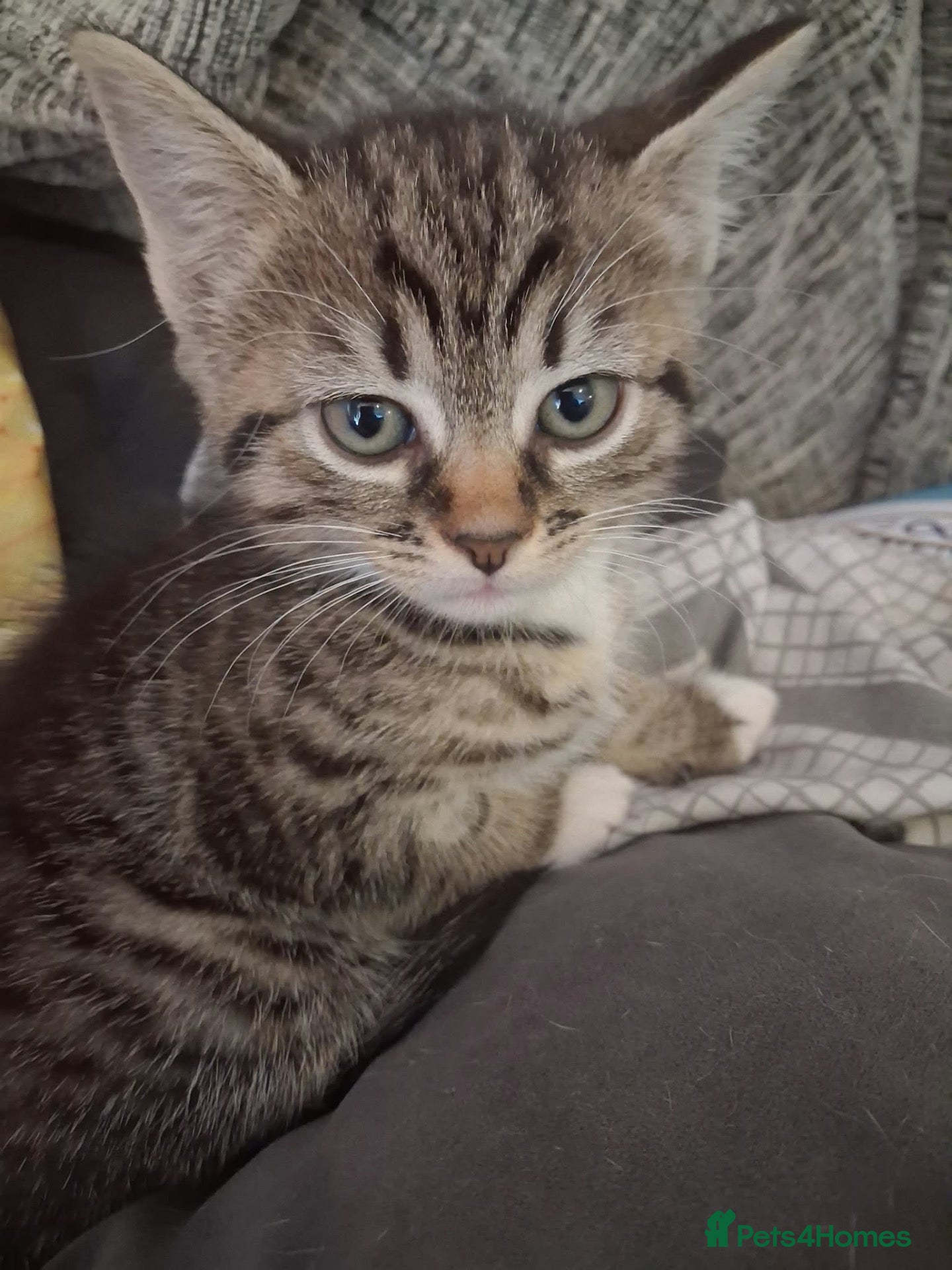 Mixed Breed cats 1 female kitten  - Advert 1