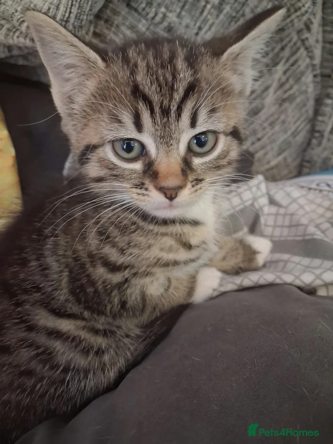 Mixed Breed cats for sale: 1 female kitten  - Advert 1