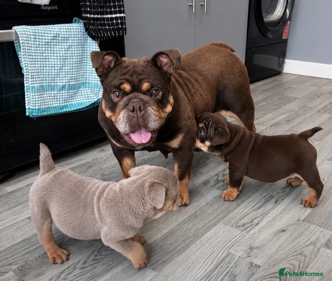 English Bulldog dogs for sale: British Bulldog Puppies - Advert 26