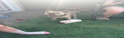 French Bulldog dogs for sale: French Bulldog Puppies - Advert 10