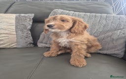 Cockapoo dogs for sale: F1 cockapoo - Ready Now - Image 20