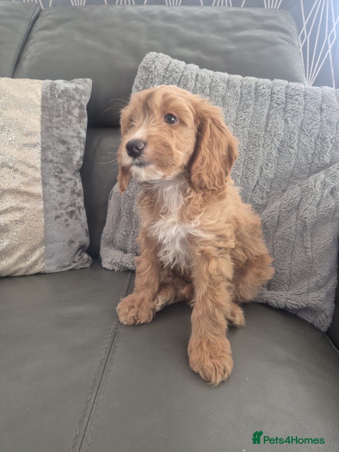 Cockapoo dogs for sale: F1 cockapoo - Ready Now - Image 20