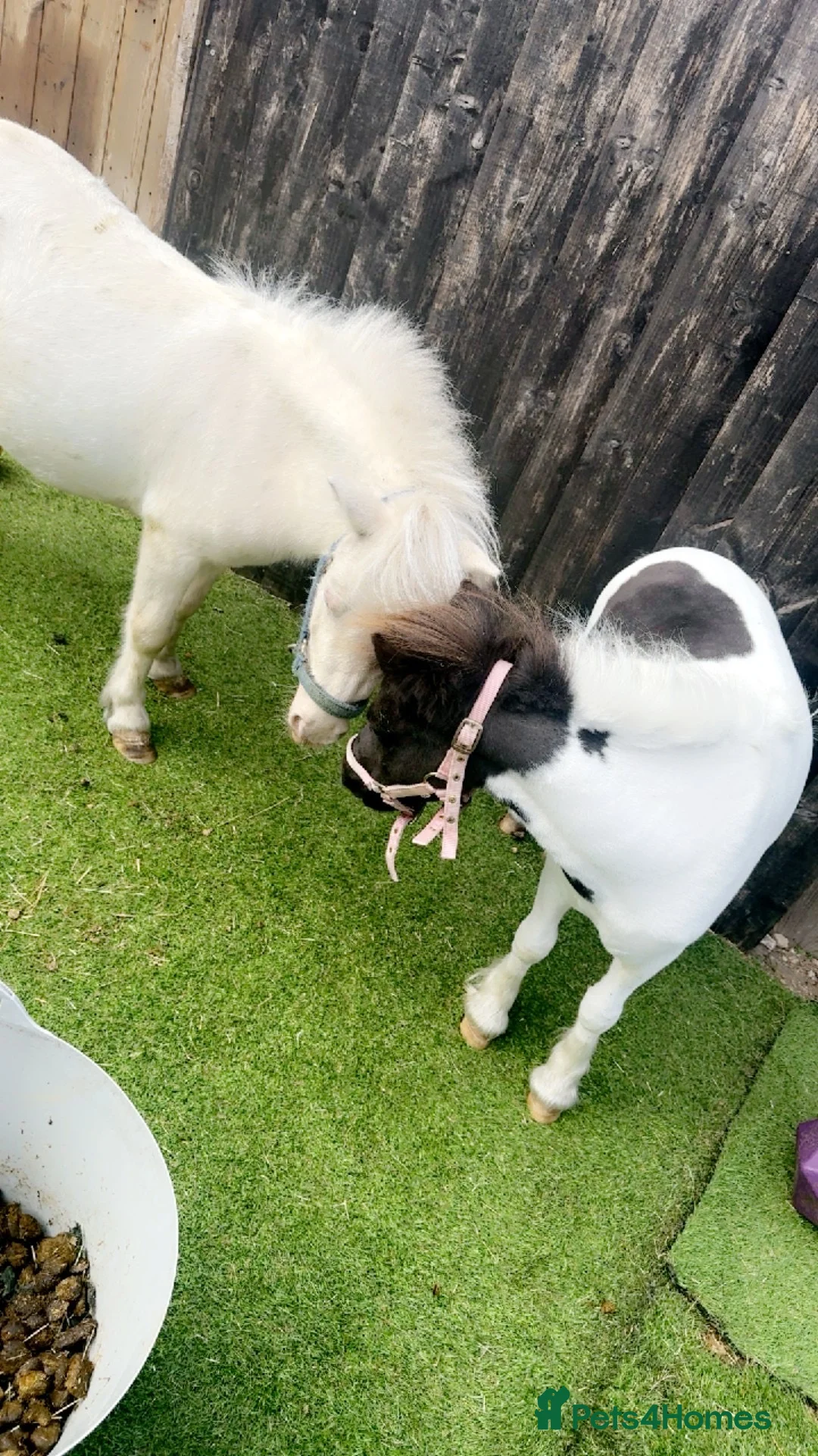 Shetland pony horses for sale: Diamond Shetland  - Advert 2
