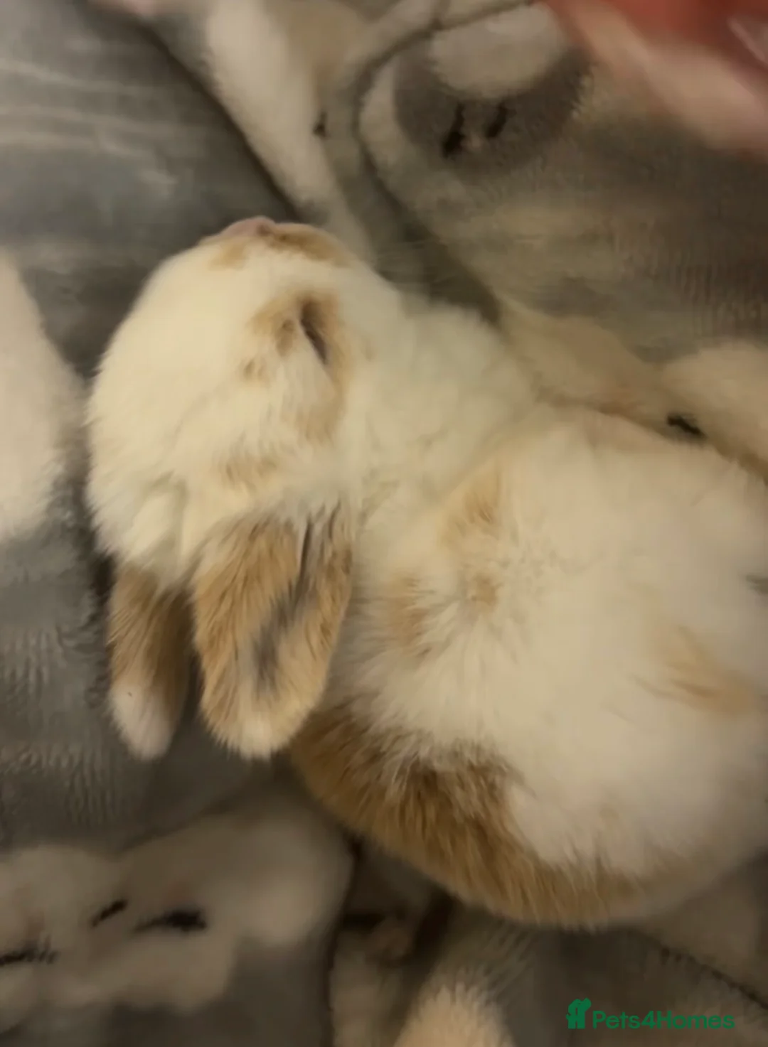 Mini Lop rabbits for sale: mini lops ready for 18th July  - Advert 2