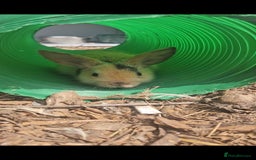 Mini Lop rabbits for sale: 5 Mini lops available  - Image 1