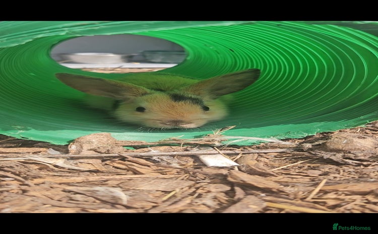 Mini Lop rabbits - Advert 2