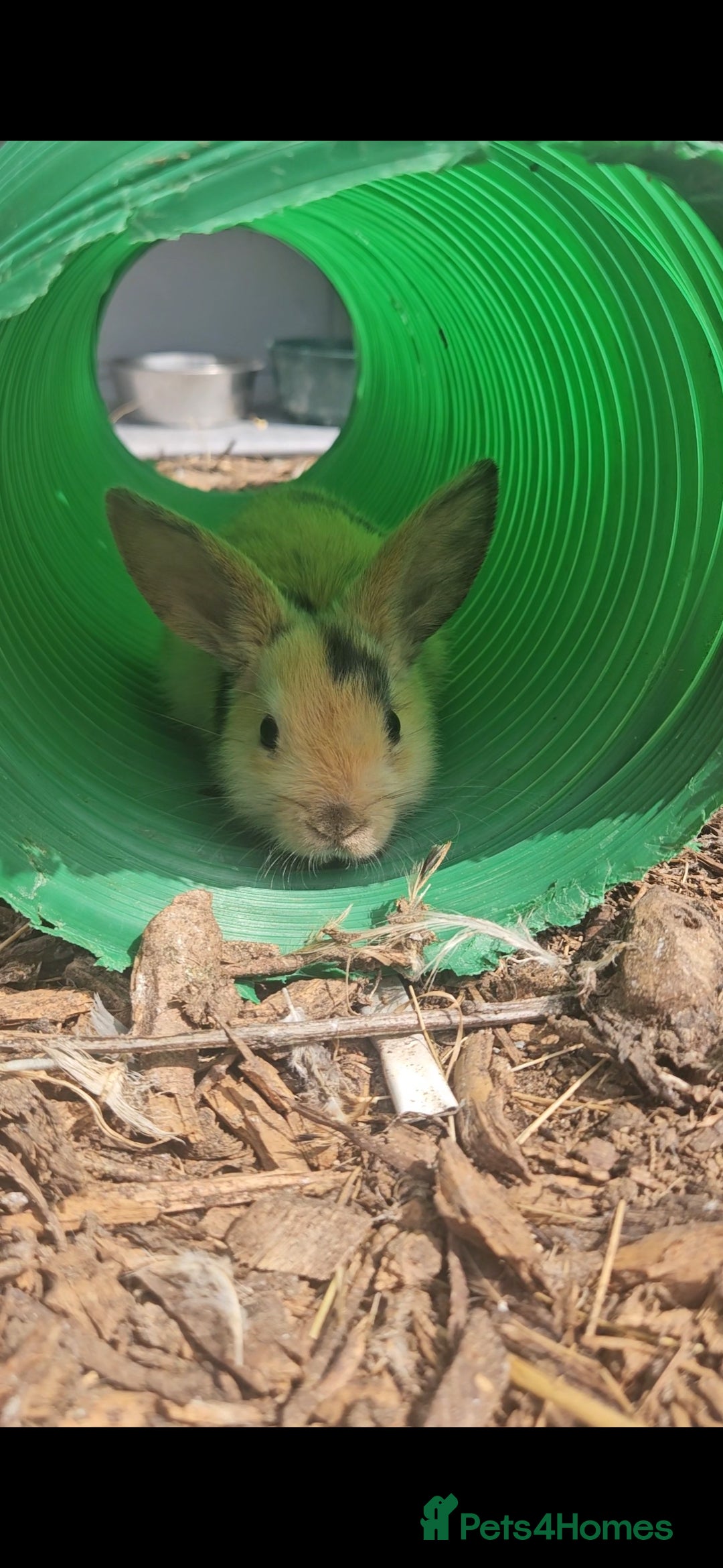 Mini Lop rabbits for sale: 5 Mini lops available  - Image 1