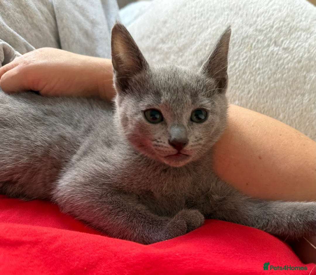Russian Blue cats for sale: Russian blue TICA registered kittens  - Advert 40