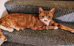 British Shorthair cats for sale: Ginnie  - Image 1