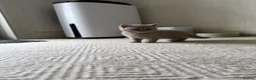 British Shorthair cats for sale: Britsh shorthair  - Advert 11