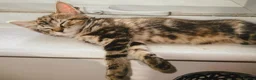 British Shorthair cats for sale: Pair of Gorgeous Kittens - Tabby and Ginger - 2  in Blackpool - Advert 9