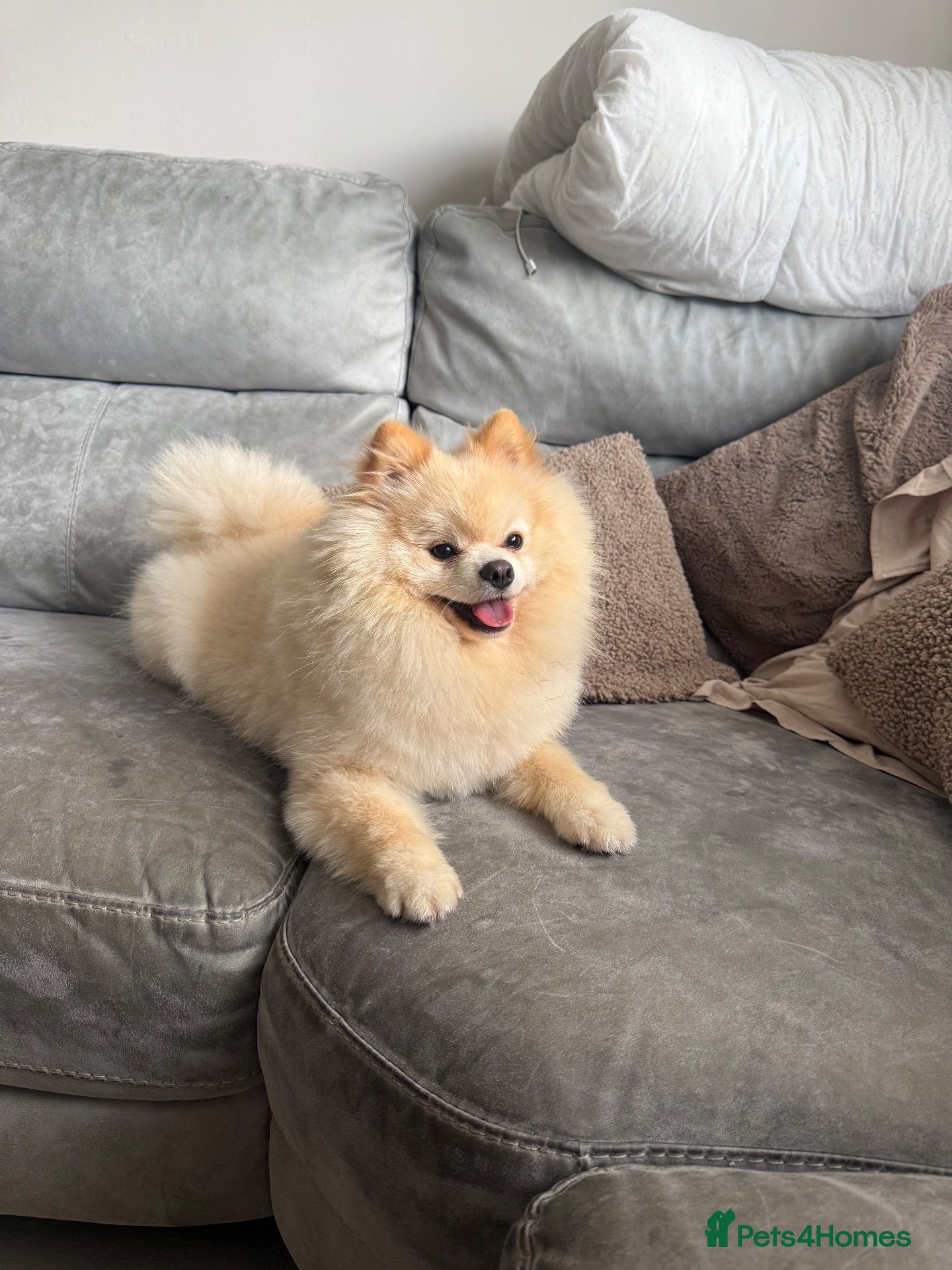Pomeranian dogs 1 year old male Pomeranian  - Advert 1