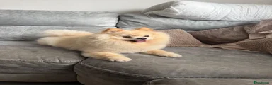 Pomeranian 1