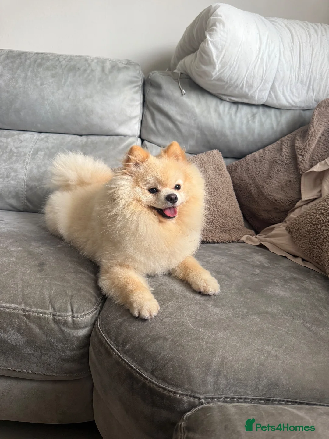 Pomeranian dogs for sale: 1 year old male Pomeranian  - Advert 1