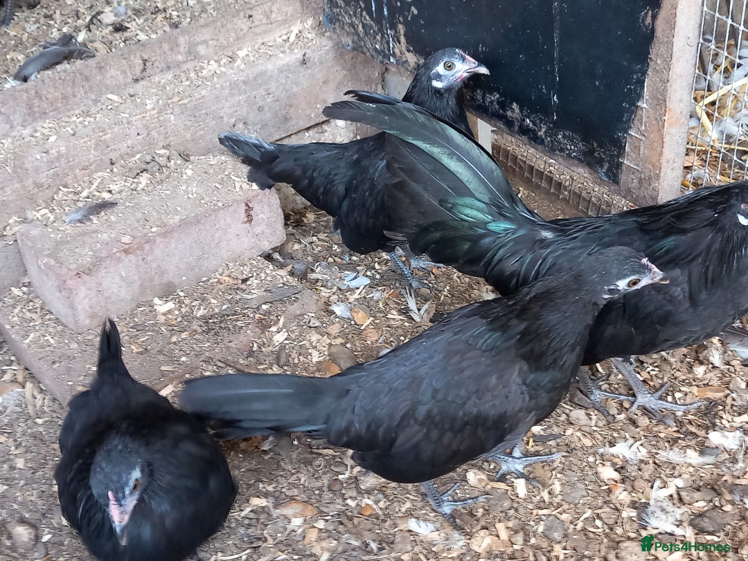 Chickens poultry for sale: Bantam Dutch Chickens - Image 3
